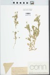 Viola arvensis Murray by Edwin Hubert Eames