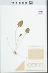 Viola primulifolia L. by Edwin Hubert Eames