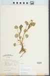 Viola striata Aiton by Paul Turner Sargent