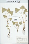 Viola brittoniana var. pectinata (E.P. Bicknell) Alexander by Edwin Hubert Eames
