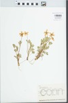 Viola pedata L. by Edwin Hubert Eames