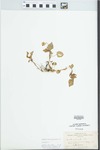 Viola striata Aiton by Hugh Charles Sampson