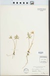 Viola brittoniana Pollard by Norman Taylor