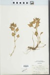 Viola grypoceras A. Gray