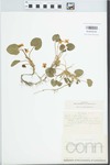 Viola odorata L. by Edwin Hubert Eames