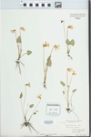 Viola sagittata Ait. by H. K. Svenson