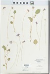 Viola adunca var. uncinulata (Greene) C.L. Hitchc. by Daisy Overlander