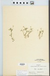 Viola rafinesquii Greene by Hiram F. Thut