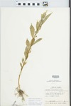 Hybanthus concolor (T.F. Forst.) Spreng. by William M. Bailey and Julius R. Swayne