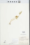 Viola triloba Schwein. by William M. Bailey and Julius R. Swayne