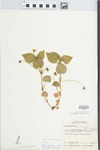 Viola striata Aiton by William M. Bailey and Julius R. Swayne