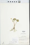 Viola pubescens var. eriocarpa (Schwein.) N.H.Russell by William M. Bailey and Julius R. Swayne
