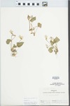 Viola sororia Willd. by Joseph M. Diel