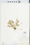 Viola missouriensis Greene by Julius R. Swayne