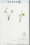 Viola pedatifida G. Don by Joseph M. Diel