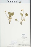 Viola pratincola Greene by Joseph M. Diel