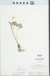 Viola pubescens Aiton by Joseph M. Diel