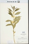 Hybanthus concolor (T.F. Forst.) Spreng. by Ernest L. Stover