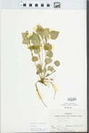 Viola striata Aiton by R. D. Hudnut