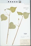 Viola pubescens Aiton by H. E. Ahles