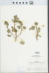 Viola striata Aiton by Joseph M. Diel