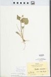 Viola pubescens Aiton by Hiram F. Thut