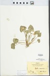 Viola sororia Willd. by Hiram F. Thut