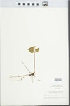 Viola pensylvanica Michx. by H. R. Bennett