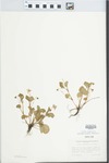 Viola conspersa Rchb. by H. R. Bennett