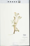 Viola pedata L. by H. R. Bennett