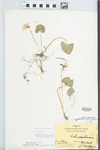 Viola sororia Willd. by Hiram F. Thut and J. T. McGinnis