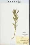 Hybanthus concolor (T.F. Forst.) Spreng. by Hiram F. Thut and J. T. McGinnis