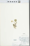 Viola sororia Willd. by J. Reed