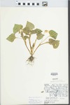 Viola pubescens var. eriocarpa (Schwein.) N.H.Russell by J. Reed