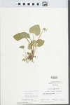 Viola pratincola Greene by B. Kieckhefer, O. Lindfors, and B. Thompson