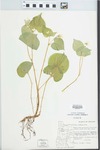Viola glabella Nutt. by La Rea J. Dennis