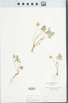 Viola triloba Schwein. by William S. James