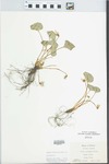 Viola sororia Willd. by Virginius H. Chase