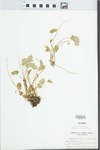Viola cucullata Moc. & Sessé ex Ging. by John E. Ebinger