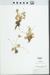 Viola blanda Willd.