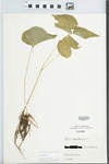 Viola canadensis L. by G. G. Gray