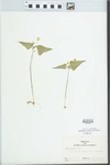 Viola hastata Michx. by John E. Ebinger