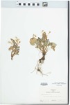 Viola rostrata Pursh by John E. Ebinger