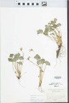 Viola sororia Willd. by George Neville Jones