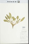Viola nuttallii Pursh by M. Doyle