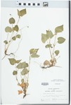 Viola rostrata Pursh by John E. Ebinger