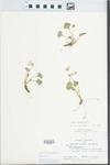Viola sororia Willd. by L. Kloker