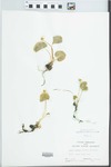 Viola pallens (Banks ex Ging) Brainerd by William McClain