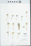 Viola pedata L. by William McClain