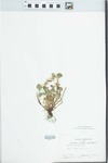 Viola rostrata Pursh by William McClain
